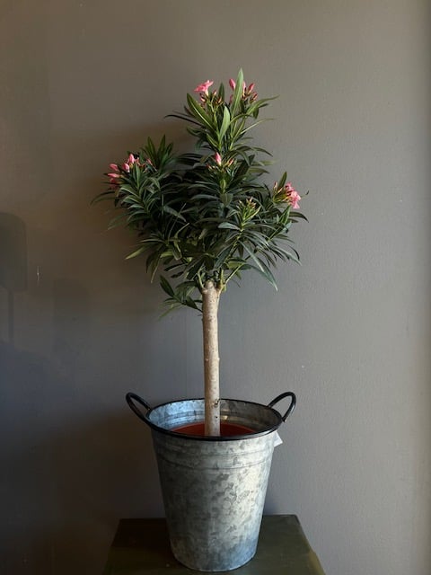 Best ll Blommor Fr n Interflora KompassRosen Grebbestad best-ll-blommor-fr-n-interflora-kompassrosen-grebbestad